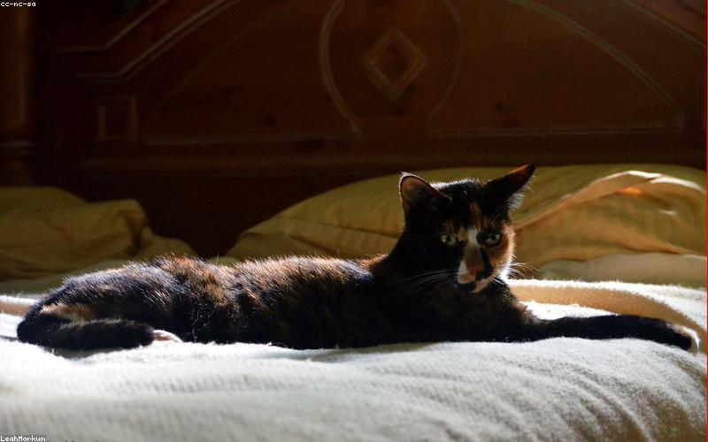 happy cat resting indoors